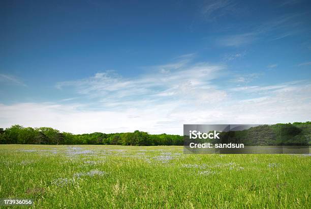 View Of A Green Meadow With Blue Flowers On A Sunny Day Stock Photo - Download Image Now