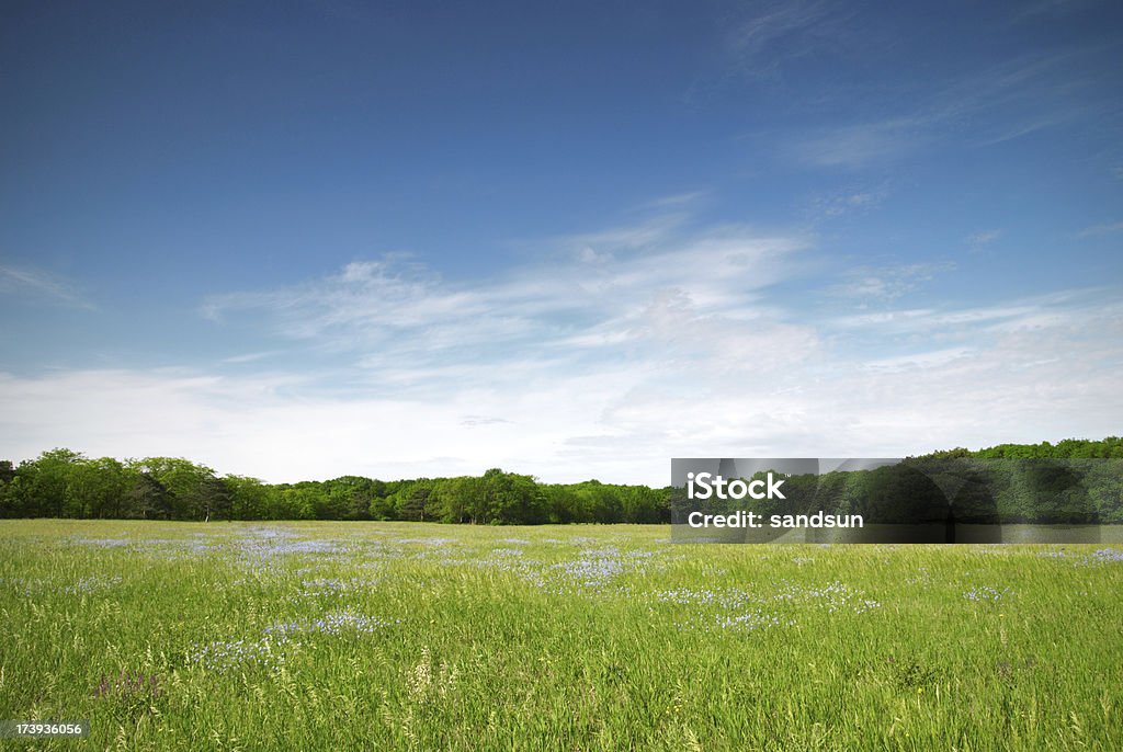 View of a green meadow with blue flowers on a sunny day - Royaltyfri Fält Bildbanksbilder