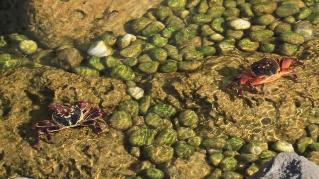 Two Rock Crabs sitting together in a shallow coastal pool of ocean water