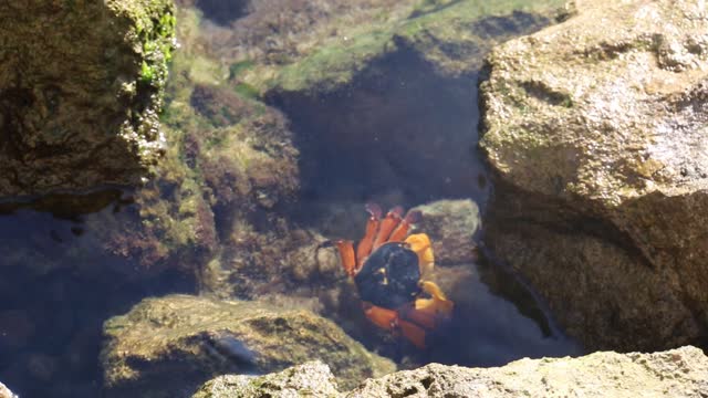 Shore crab at home in shallow rock pool. Marine life in Australia