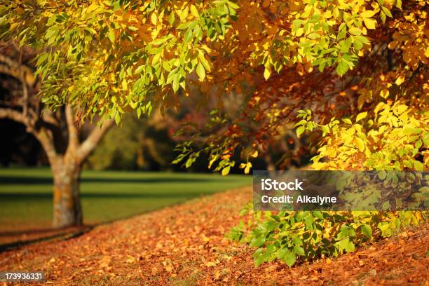 Foto de Outono Folhas À Luz Do Sol Xxxl e mais fotos de stock de Amarelo - Amarelo, Beleza natural - Natureza, Colorido