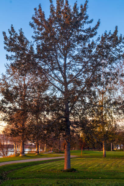 istock Vivid tree in autumnal landscape 1739364599