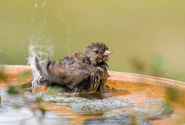 ユキヒメドリスプリッシュしぶき - birdbath ストックフォトと画像