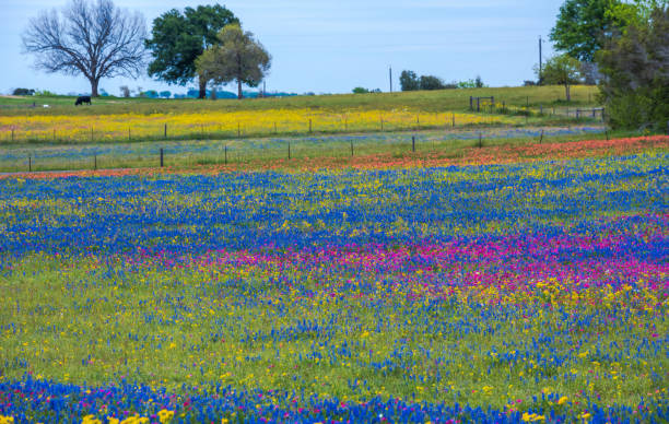Spring wildflower in Brenham, Texas area