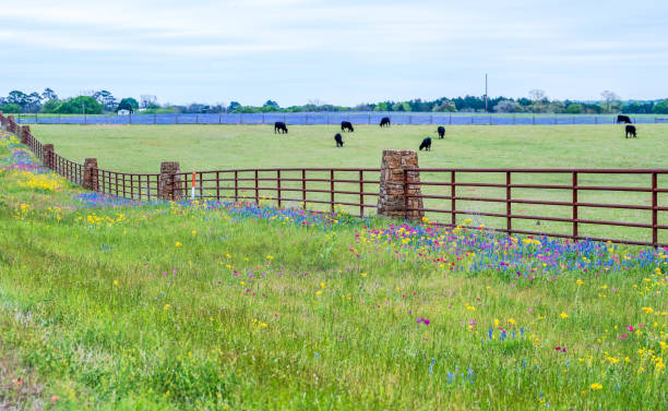 istock Spring wildflower in Brenham, Texas area 1739368988
