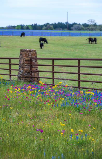 istock Spring wildflower in Brenham, Texas area 1739368989