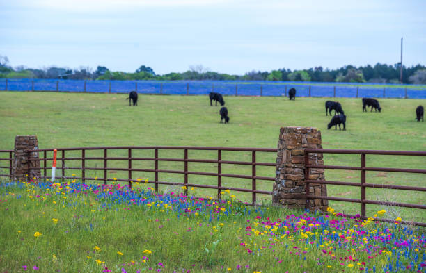 istock Spring wildflower in Brenham, Texas area 1739368990