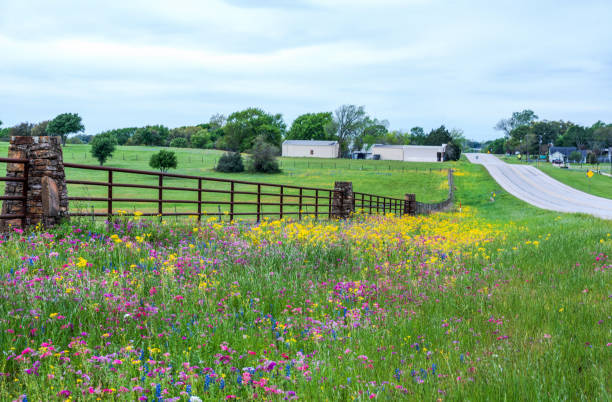 Spring wildflower in Brenham, Texas area