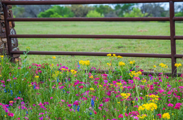 istock Spring wildflower in Brenham, Texas area 1739369513