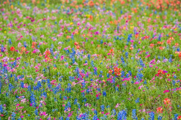 istock Spring wildflower in Brenham, Texas area 1739370577
