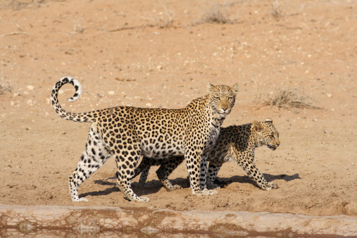 A Female African leopard and her cub standing close together