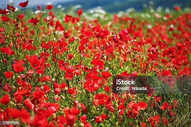 Foto de Red Poppies e mais fotos de stock de Abundância - Abundância, Campo, Canteiro de Flores