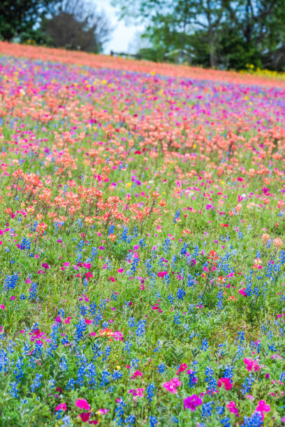 istock Spring wildflower in Brenham, Texas area 1739372757