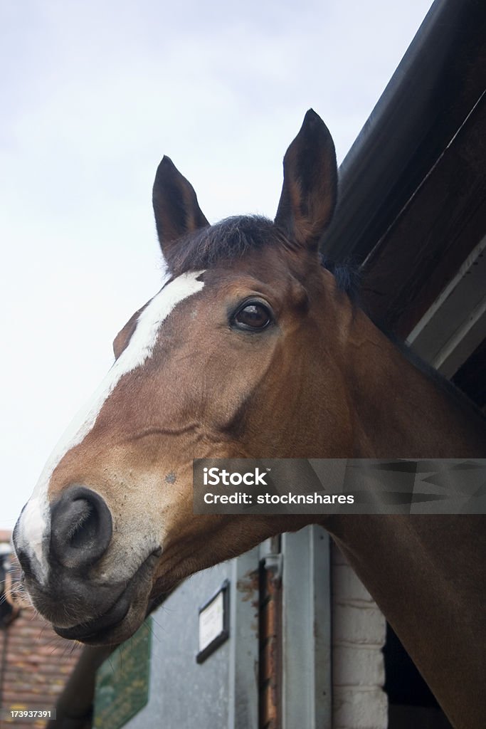 Cazador de caza nacional - Foto de stock de Caballo - Familia del caballo libre de derechos