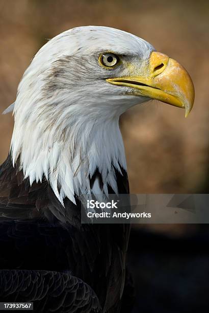 Starke Weißkopfseeadler Eagle Stockfoto und mehr Bilder von Adler - Adler, Einzelnes Tier, Fotografie