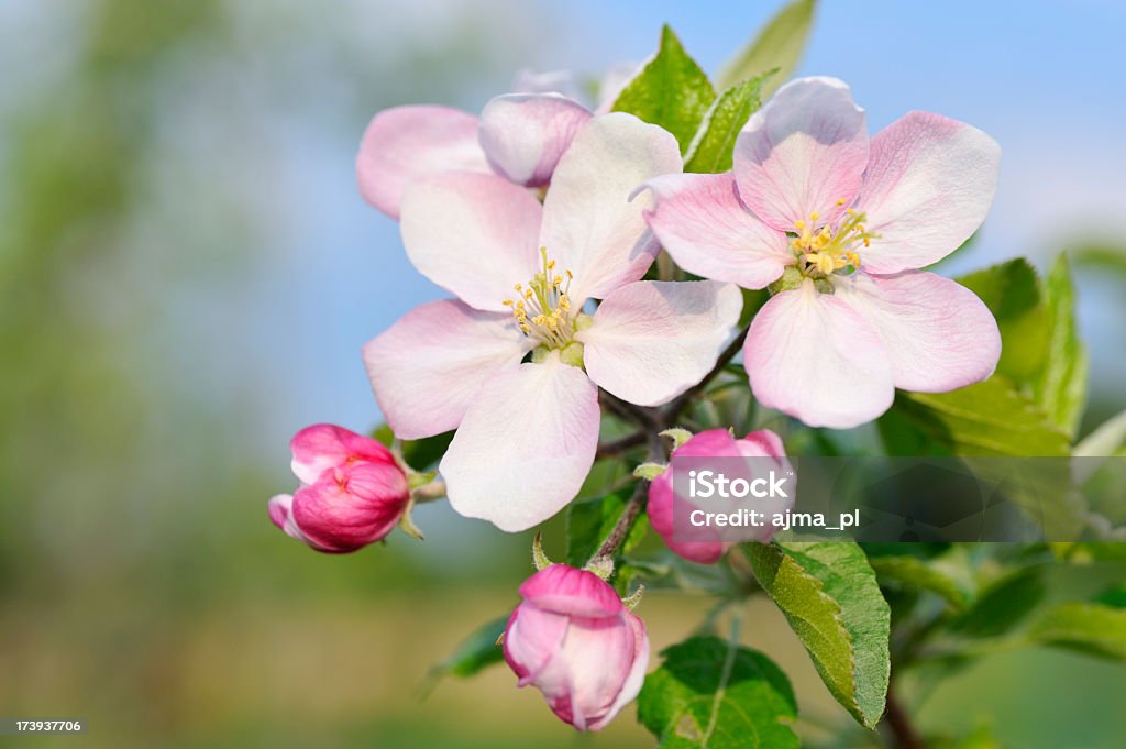 Apfelbaum-Blüte im Frühjahr - Lizenzfrei Ast - Pflanzenbestandteil Stock-Foto