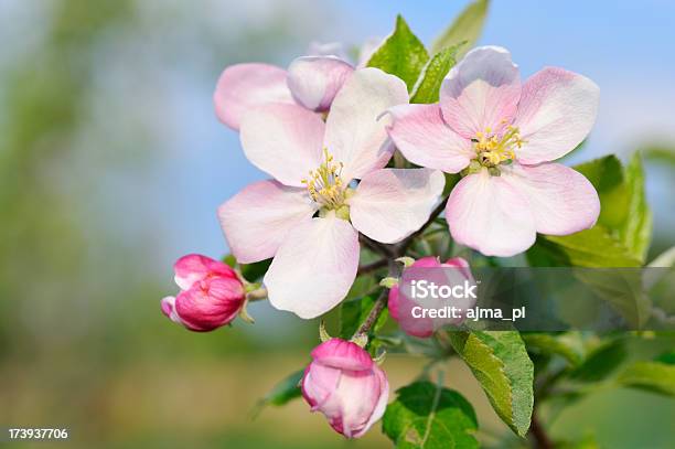 Photo libre de droit de Fleur De Pommier Au Printemps banque d'images et plus d'images libres de droit de Agriculture - Agriculture, Arbre, Arbre en fleurs