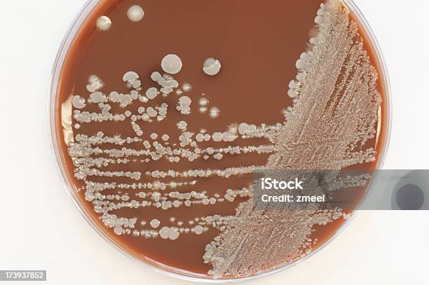 Foto de De Fungos Colônias e mais fotos de stock de Bactéria - Bactéria, Disco de Petri, Fotografia - Imagem