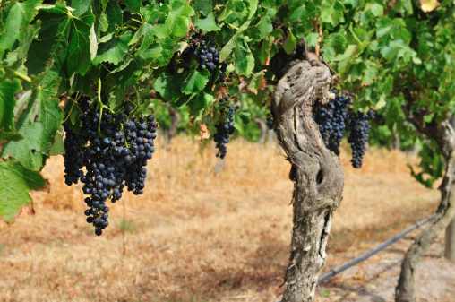 Organic grapes for red wine