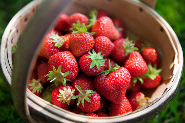 Royalty free stock library image of freshly picked organic home grown strawberries in a circular Sussex trug.