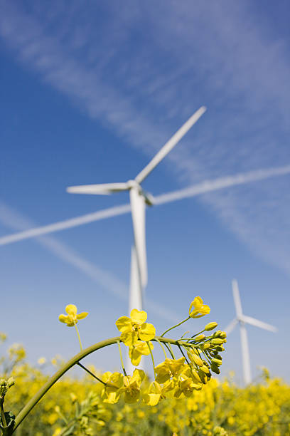 istock Wind turbines in yellow rape field. Blue sky. 173938013