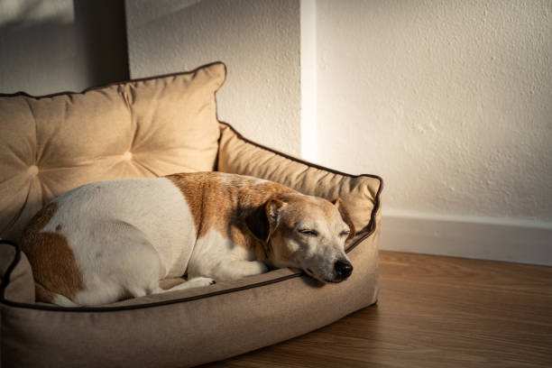 istock sleeping Adorable senior dog on sofa pet bed 1739381163