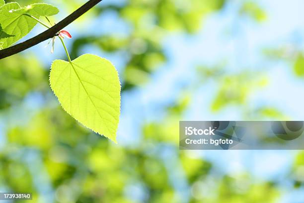 Spring Foliage Stock Photo - Download Image Now - Beauty In Nature, Branch - Plant Part, Bright