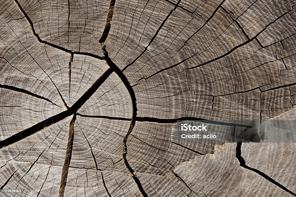 Holz Textur Schnitt - Lizenzfrei Baum Stock-Foto
