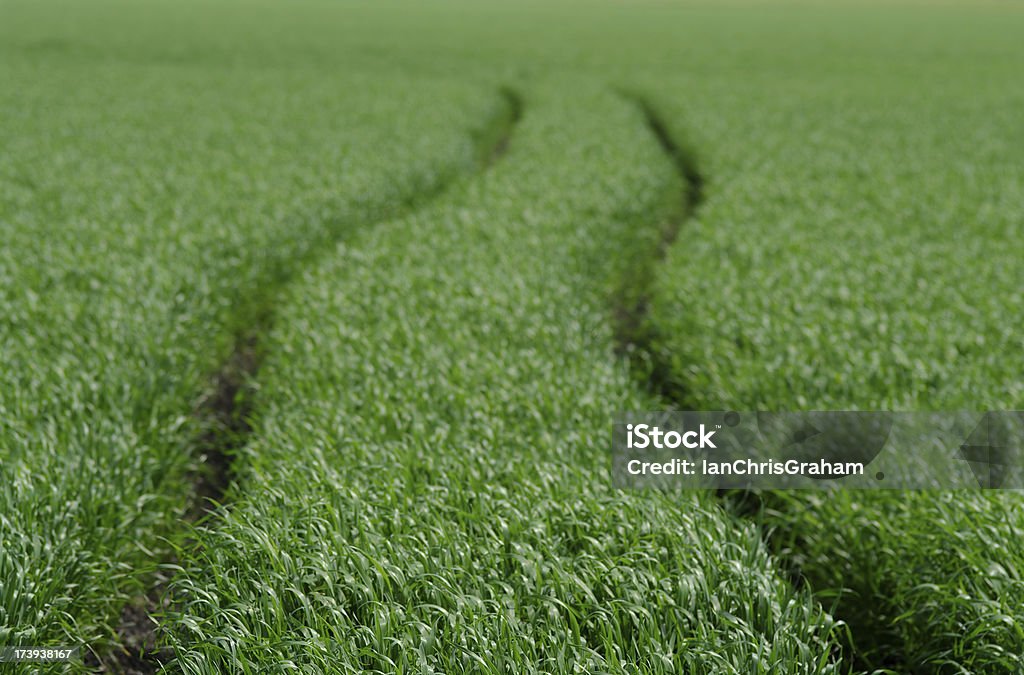 Los agricultores Campo - Foto de stock de Agricultura libre de derechos