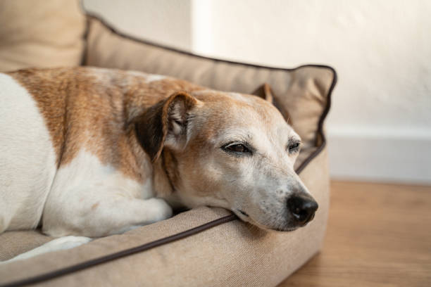 istock Adorable close up dog face sleeping on bed 1739381699