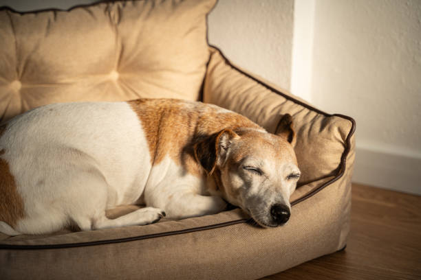istock Adorable dog face sleeping on bed. 1739382297