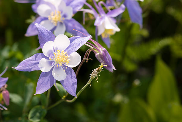 istock Wildflower columbine 173938300