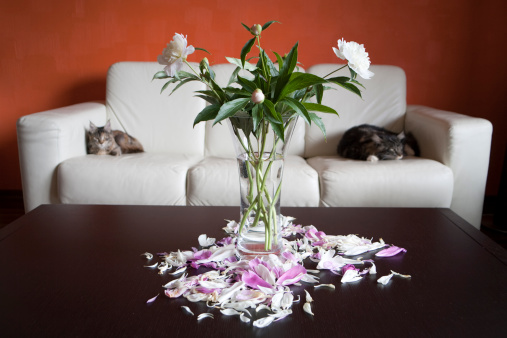 Living room with white leather sofa, brown table and flowers in vase, with most of their petals fallen. There are two Maine Coon cats on sofa.