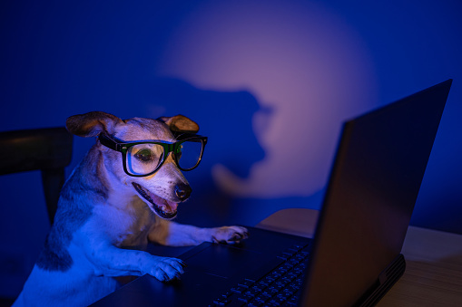 Happy smiling Programmer nerd dog with glasses using computer laptop at night with teal orange light. Secret hacker programmer or addicted gamer looking at the screen