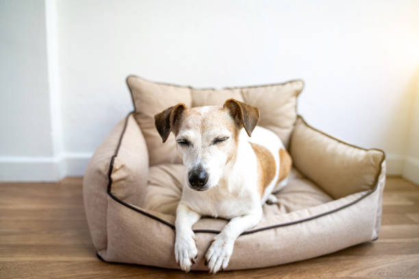 istock dog with closed eyes  lying down on dog bed sofa. 1739383998