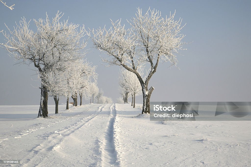 Inverno Avenue - Foto stock royalty-free di Acqua ghiacciata