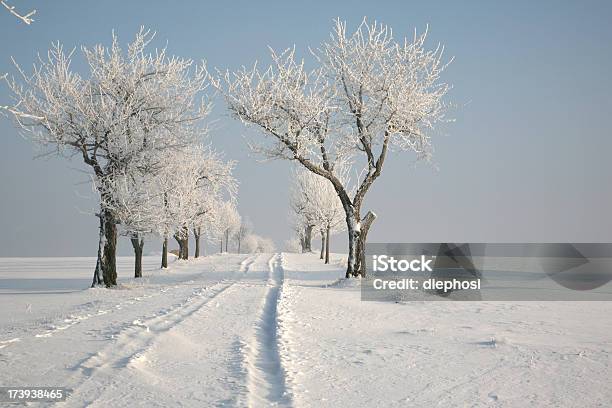 Inverno Avenue - Fotografie stock e altre immagini di Acqua ghiacciata - Acqua ghiacciata, Agricoltura, Albero