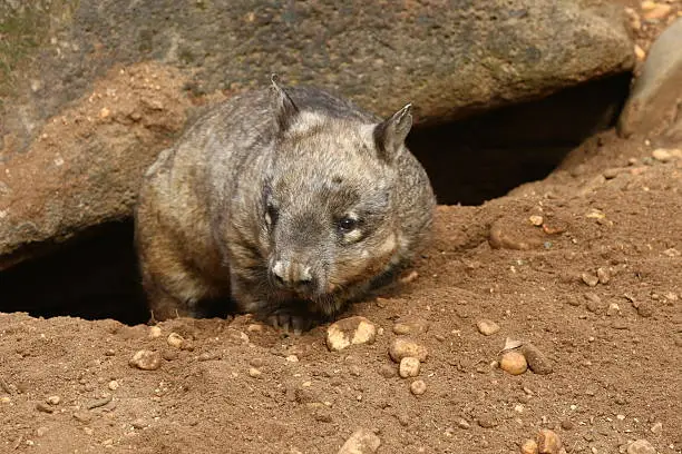 Wombat takes a break while digging a home under a large rock