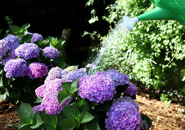 istock Watering the Flowers 173938571