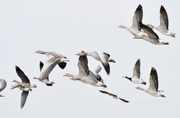 istock Flying Canadian Geese 173938787