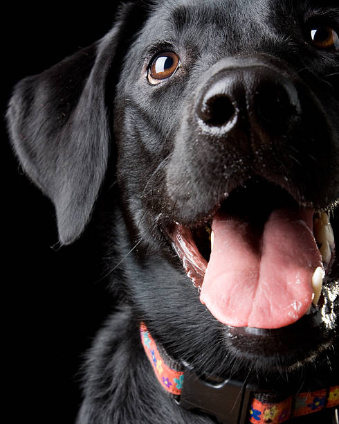 felice nero laboratorio - dog black labrador retriever animal nose foto e immagini stock