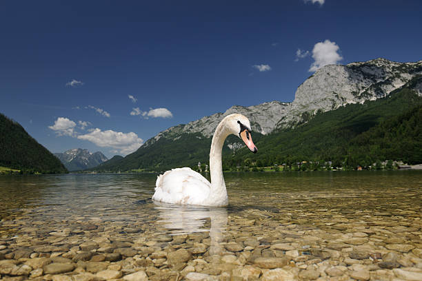 Young swan infront of a beautiful panorama (XXXL) Young swan infront of a beautiful panorama. Nikon D3X. Converted from RAW. Great Detail and Quality! saarstein stock pictures, royalty-free photos & images