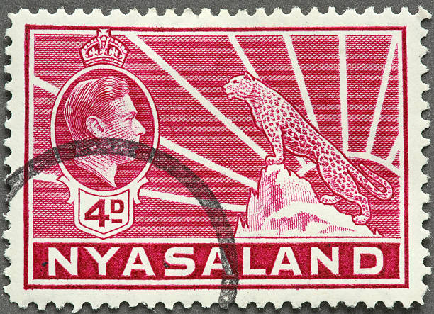 istock Nyasaland cheetah 173938867
