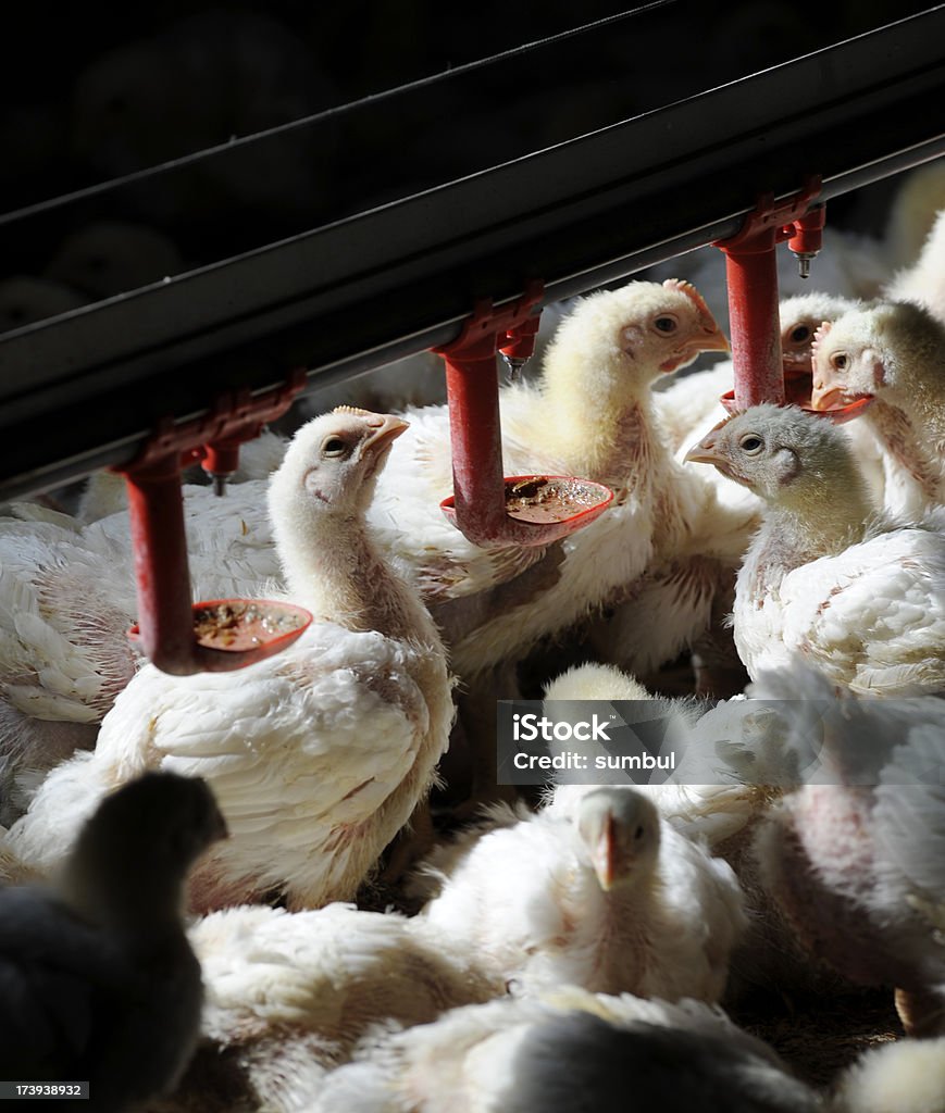 Ferme de poulet - Photo de Agriculture libre de droits