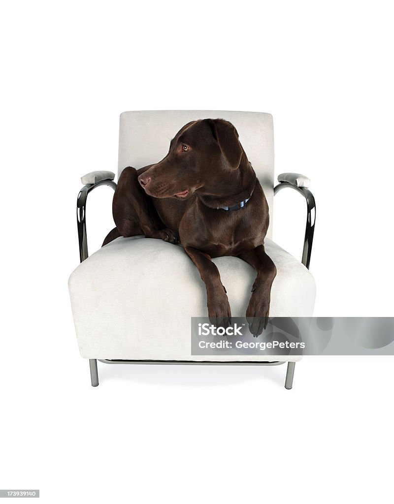 Chien et fauteuil contemporain avec un Tracé de détourage - Photo de A la mode libre de droits