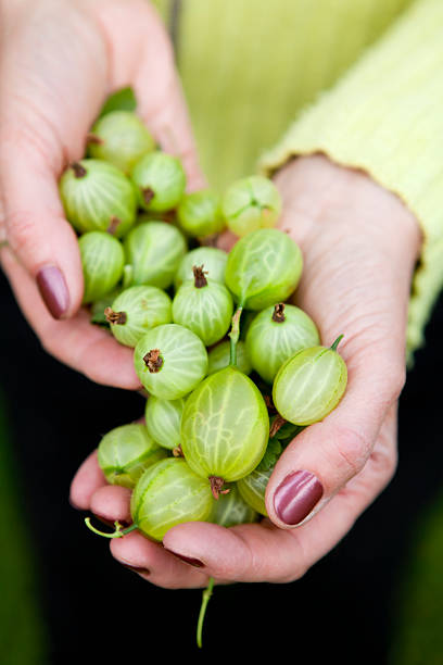 istock Handful of Freshly Picked Organic Gooseberries 173939146