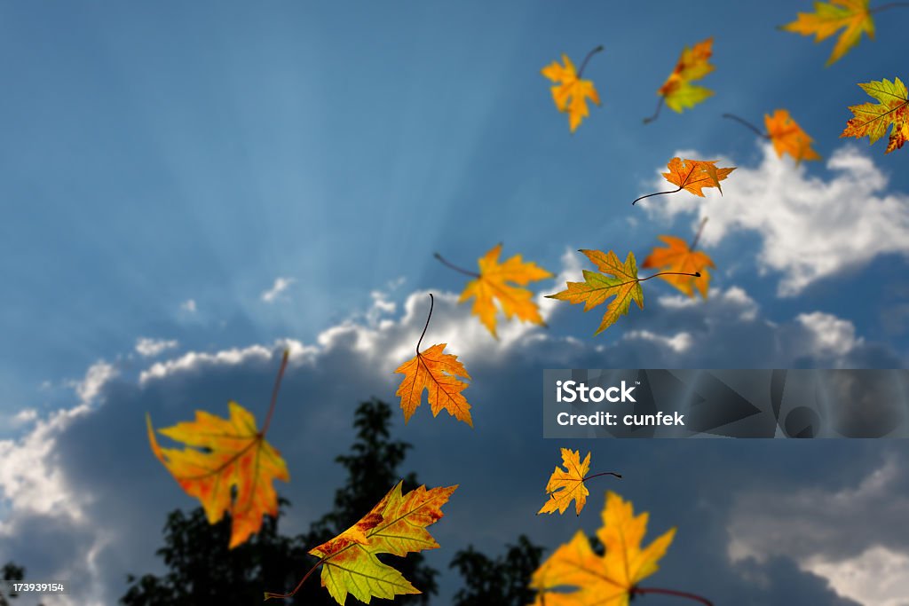 Autumn leaves falling - Foto de stock de Hoja libre de derechos