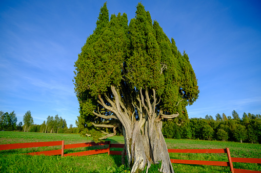 Rietekla juniper is the largest common juniper in the Baltics. Valmiera, Latvia