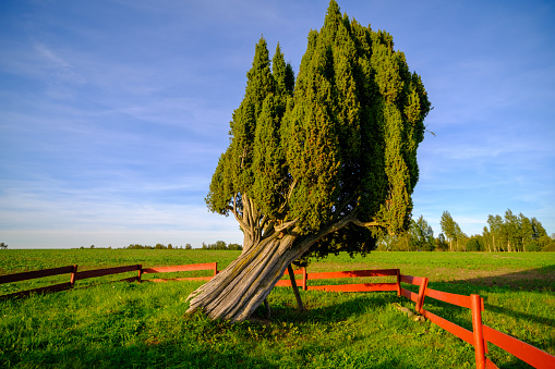 Rietekla juniper is the largest common juniper in the Baltics. Valmiera, Latvia
