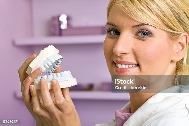 Dentysta Z Modelu Zębów Odtwarzania - zdjęcia stockowe i więcej obrazów Model - obiekt - Model - obiekt, Anatomia człowieka, Blond włosy